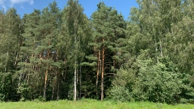 Фотографии  Nikolino