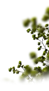 branch