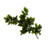branch