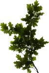 branch