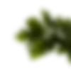 branch