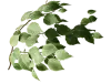 branch