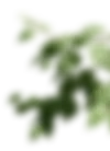 branch