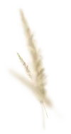 rye
