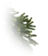 pine