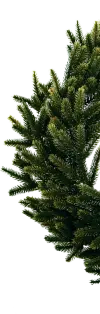 pine
